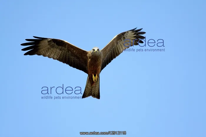 : Black Kite - in flight : Black Kite - in flight