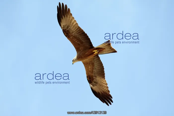 : Black Kite - in flight : Black Kite - in flight