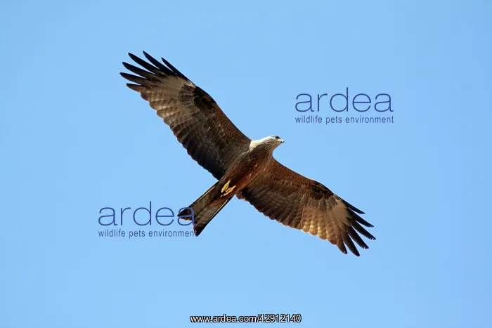 : Black Kite - in flight : Black Kite - in flight