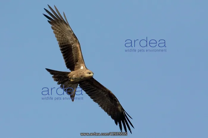 : Black Kite in flight : Black Kite in flight