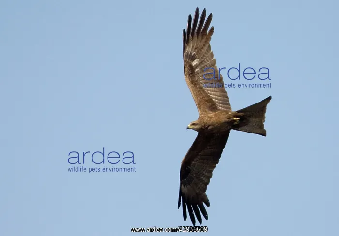 : Black Kite in flight : Black Kite in flight