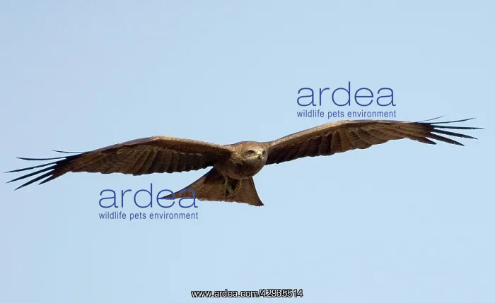 : Black Kite in flight : Black Kite in flight