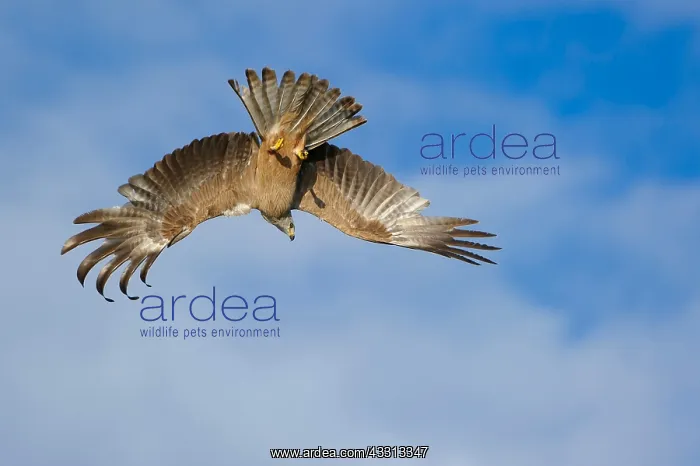 : Black Kite - in flight : Black Kite - in flight