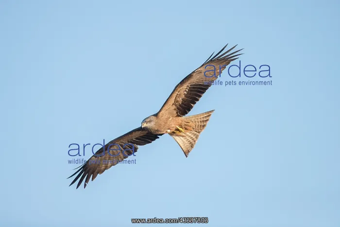 : Black KIte flight : Black KIte flight
