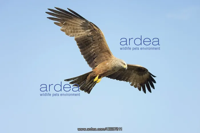 : Black KIte flight : Black KIte flight