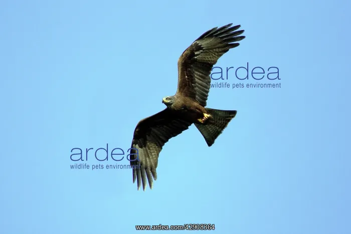 : Black Kite - In flight carrying prey in talons : Black Kite - In flight carrying prey in talons