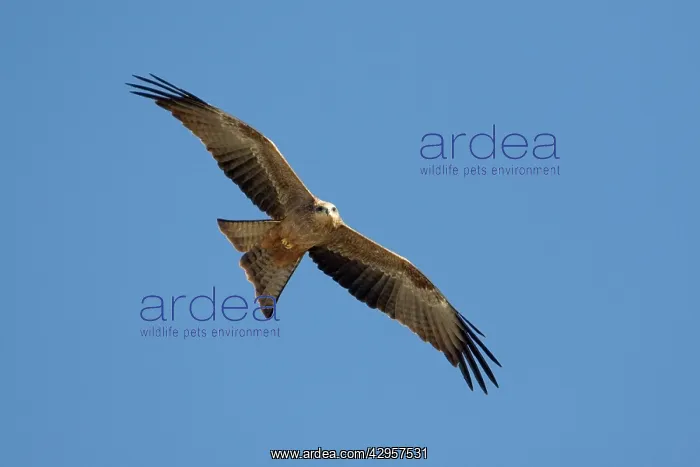 : Black Kite - In flight above mangroves : Black Kite - In flight above mangroves