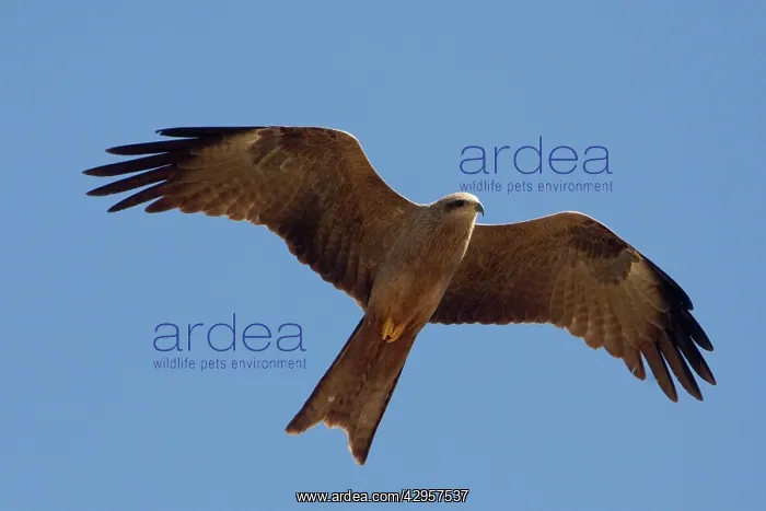 : Black Kite - In flight above mangroves : Black Kite - In flight above mangroves