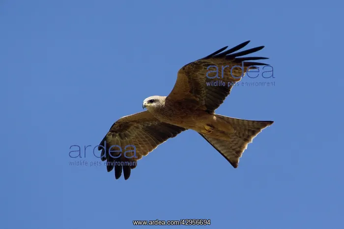 : Black Kite - in flight - in open country 50km north : Black Kite - in flight - in open country 50km north