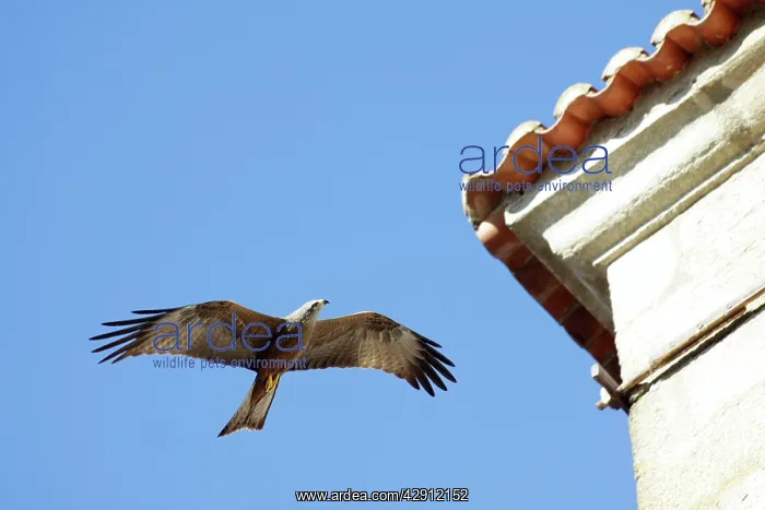 : Black Kite - in flight, searching for domestic : Black Kite - in flight, searching for domestic
