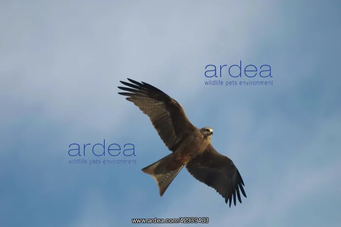 : Black Kite - Frequents rubbish dumps, stockyards : Black Kite - Frequents rubbish dumps, stockyards