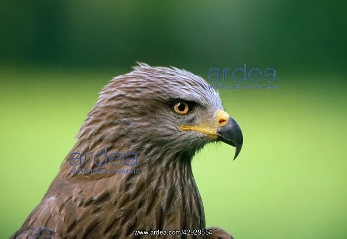  : BLACK KITE - HEAD