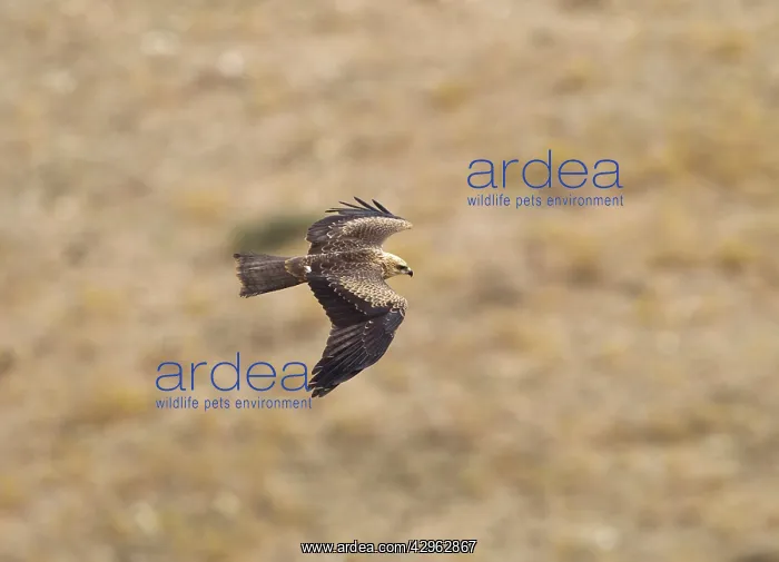: Black Kite - juvenile on migration : Black Kite - juvenile on migration