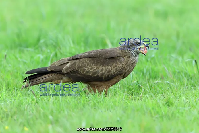 : Black Kite - on meadow feeding : Black Kite - on meadow feeding