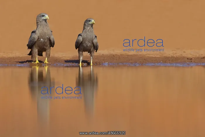 : Black Kite, (Milvus aegyptius), Morgan Kunda lodge / road to : Black Kite, (Milvus aegyptius), Morgan Kunda lodge / road to