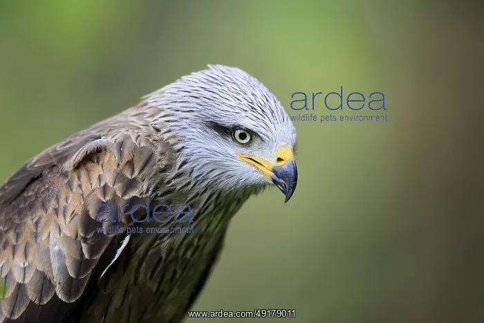 : Black Kite (Milvus migrans), adult : Black Kite (Milvus migrans), adult