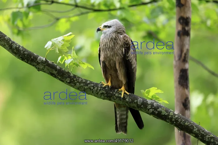 : Black Kite (Milvus migrans), adult : Black Kite (Milvus migrans), adult