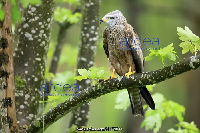 : Black Kite (Milvus migrans), adult : Black Kite (Milvus migrans), adult