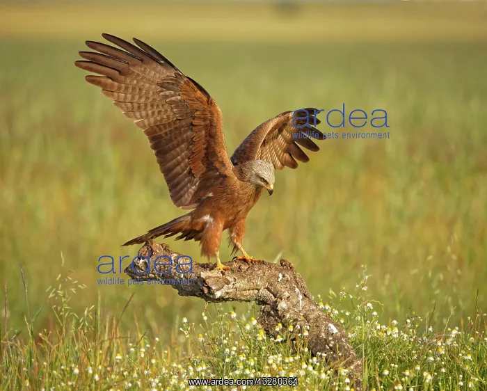 : Black kite (Milvus migrans), approaching to a dead : Black kite (Milvus migrans), approaching to a dead