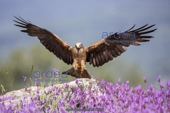  : Black Kite (Milvus migrans) landing, Madrid, Spain