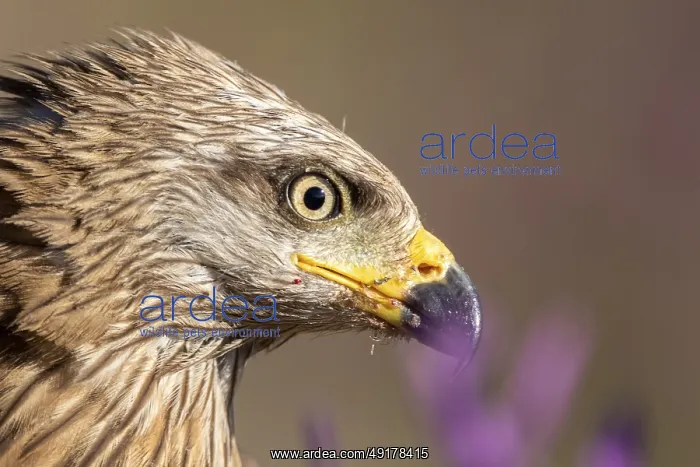 : Black Kite (Milvus migrans), Madrid, Spain : Black Kite (Milvus migrans), Madrid, Spain