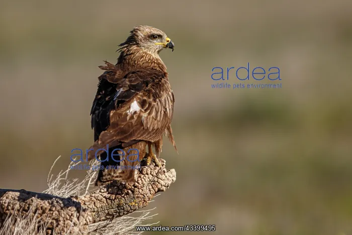 : Black Kite (Milvus migrans) - perched on a branch : Black Kite (Milvus migrans) - perched on a branch