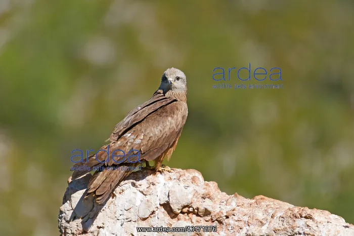  : Black Kite (Milvus migrans) resting