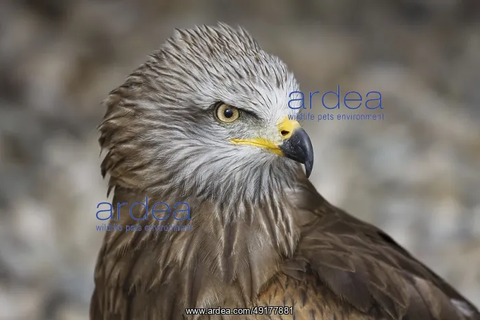 : Black Kite (Milvus migrans), Spain : Black Kite (Milvus migrans), Spain