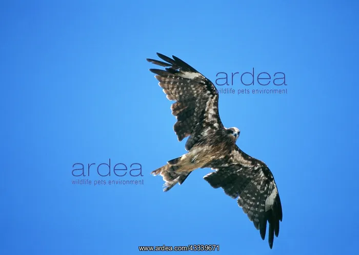 : Black KITE - in moult, flying : Black KITE - in moult, flying