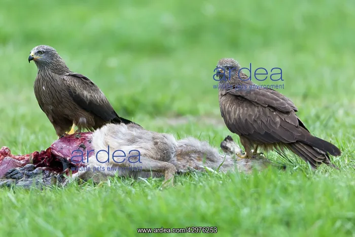 : Black Kite - pair feeding on deer carcass : Black Kite - pair feeding on deer carcass