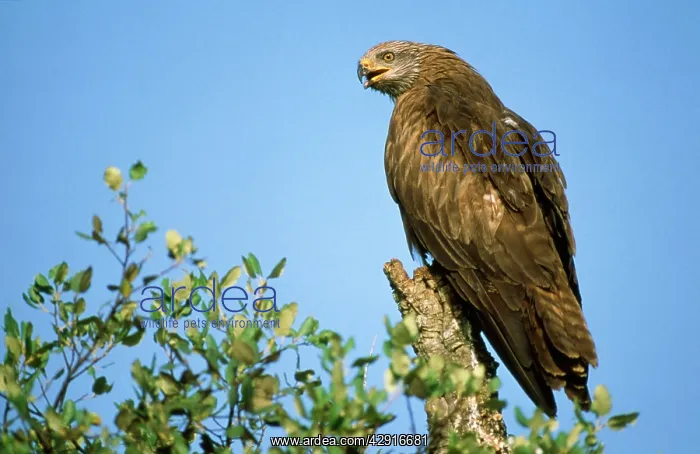 : Black KITE - perched and calling : Black KITE - perched and calling