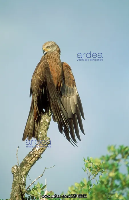 : Black KITE - perched drying wings : Black KITE - perched drying wings
