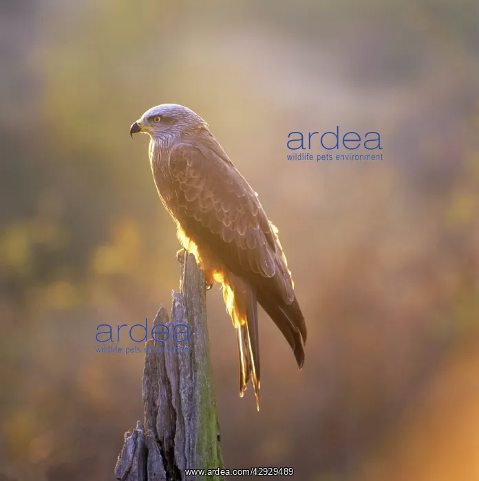 : BLACK KITE - PERCHING : BLACK KITE - PERCHING