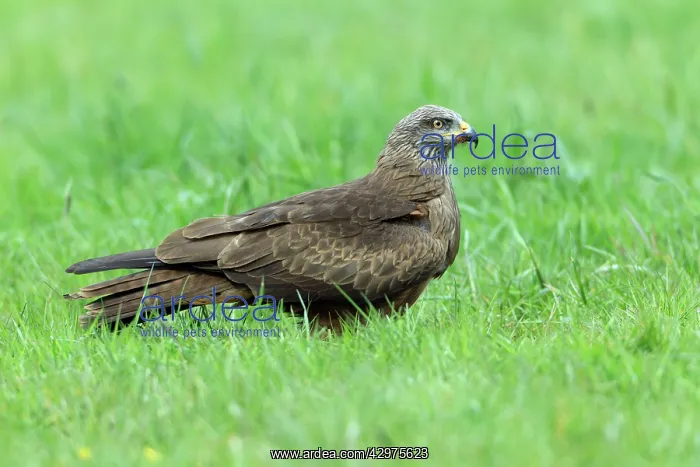 : Black Kite - resting on meadow : Black Kite - resting on meadow