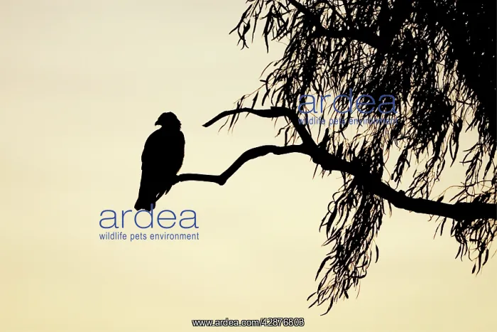 : Black Kite - silhouette of bird at dusk : Black Kite - silhouette of bird at dusk