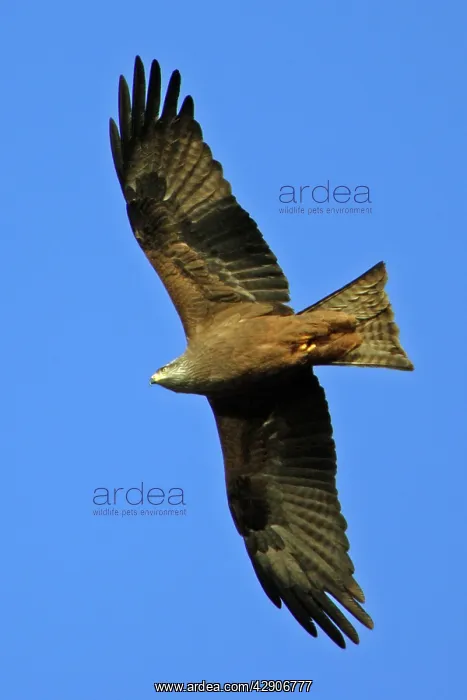 : Black Kite - Soaring above nesting territory, april : Black Kite - Soaring above nesting territory, april