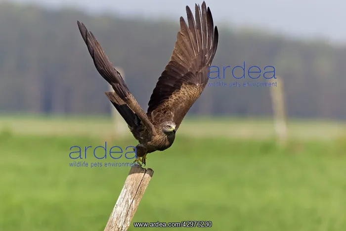 : Black Kite - taking off from fence post : Black Kite - taking off from fence post