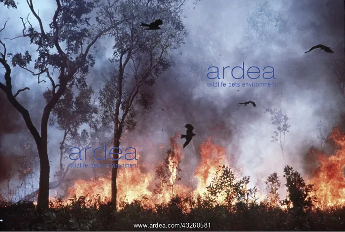 : BLACK KITES - chasing insects in bush fire : BLACK KITES - chasing insects in bush fire