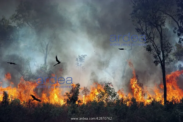 : Black Kites - Chasing insects during bushfire : Black Kites - Chasing insects during bushfire