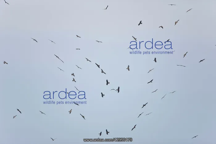 : Black Kites - in flight on migration over Tarifa : Black Kites - in flight on migration over Tarifa