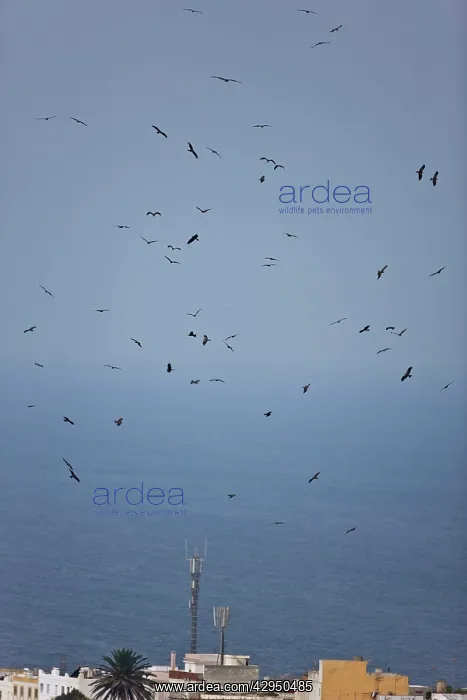 : Black Kites - in flight on migration over Tarifa : Black Kites - in flight on migration over Tarifa