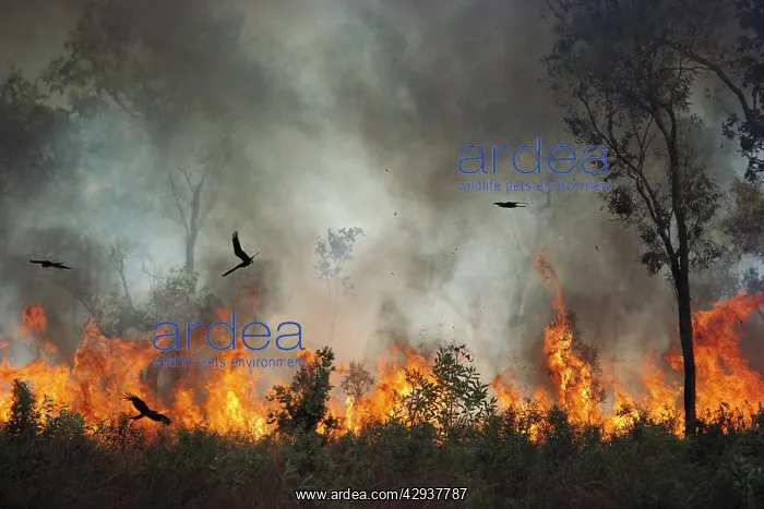 : Black kites (Milvus migrans) chasing insects during : Black kites (Milvus migrans) chasing insects during
