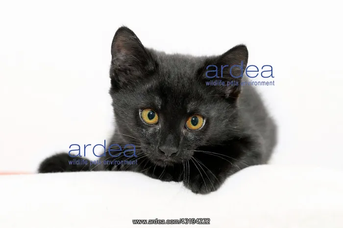 : Black kitten, 2.5 months : Black kitten, 2.5 months