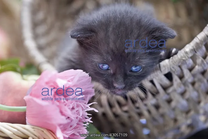 : Black kitten in a basket with fruit and flowers : Black kitten in a basket with fruit and flowers