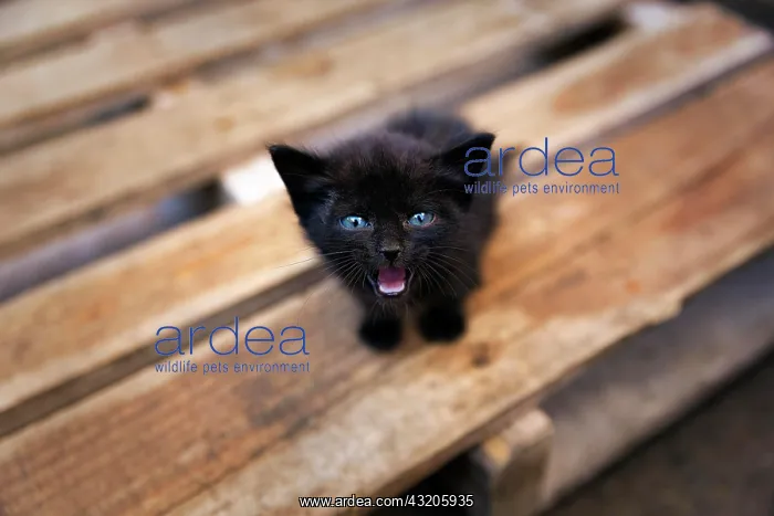 : Black kitten with blue eyes, eye contact, stray : Black kitten with blue eyes, eye contact, stray