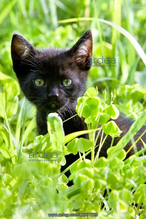 : Black kitten in the grass Alsace France : Black kitten in the grass Alsace France