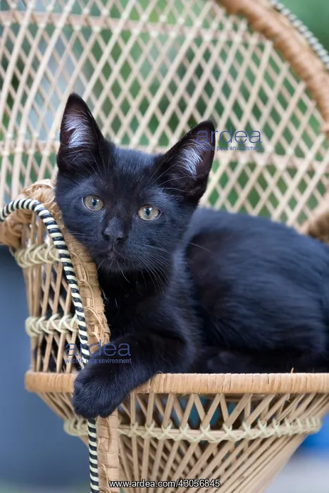 : Black kitten lying on a wicker chair in France : Black kitten lying on a wicker chair in France