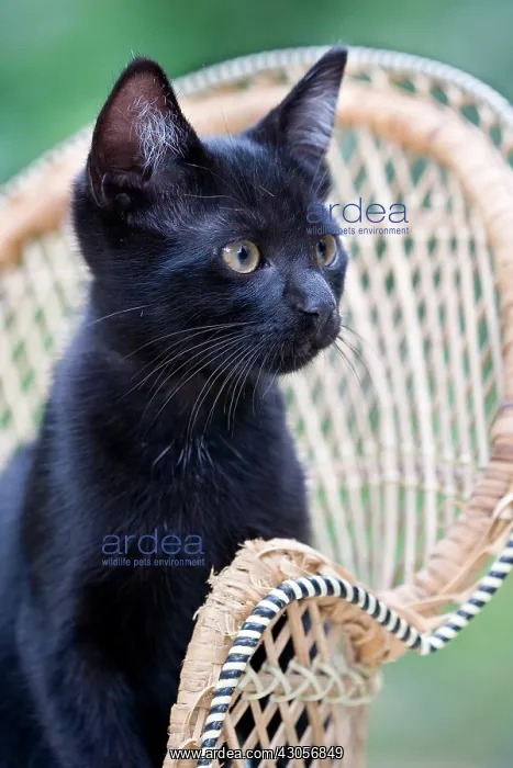 : Black kitten standing on a wicker chair in France : Black kitten standing on a wicker chair in France