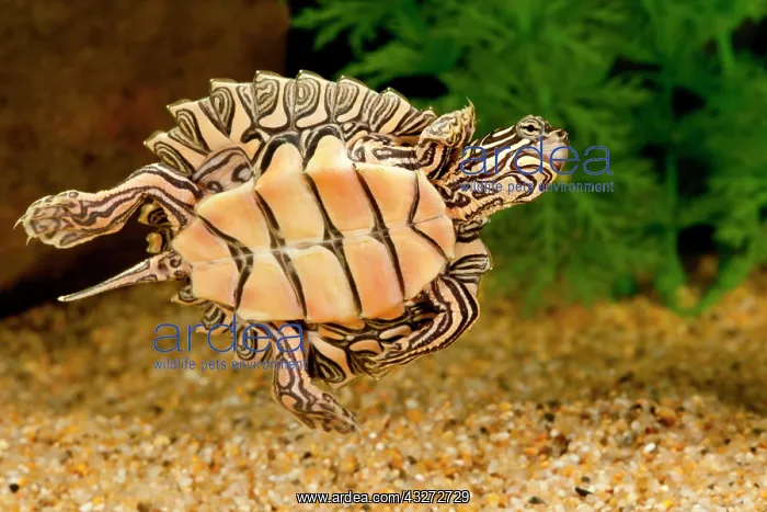  : Black-knobbed Sawback Turtle, Graptemys