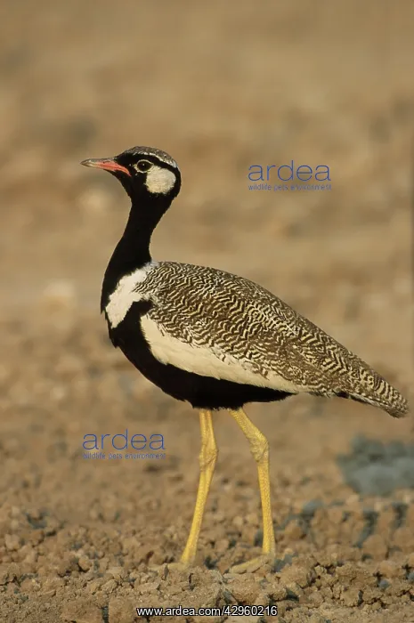 : Black Korhaan : Black Korhaan